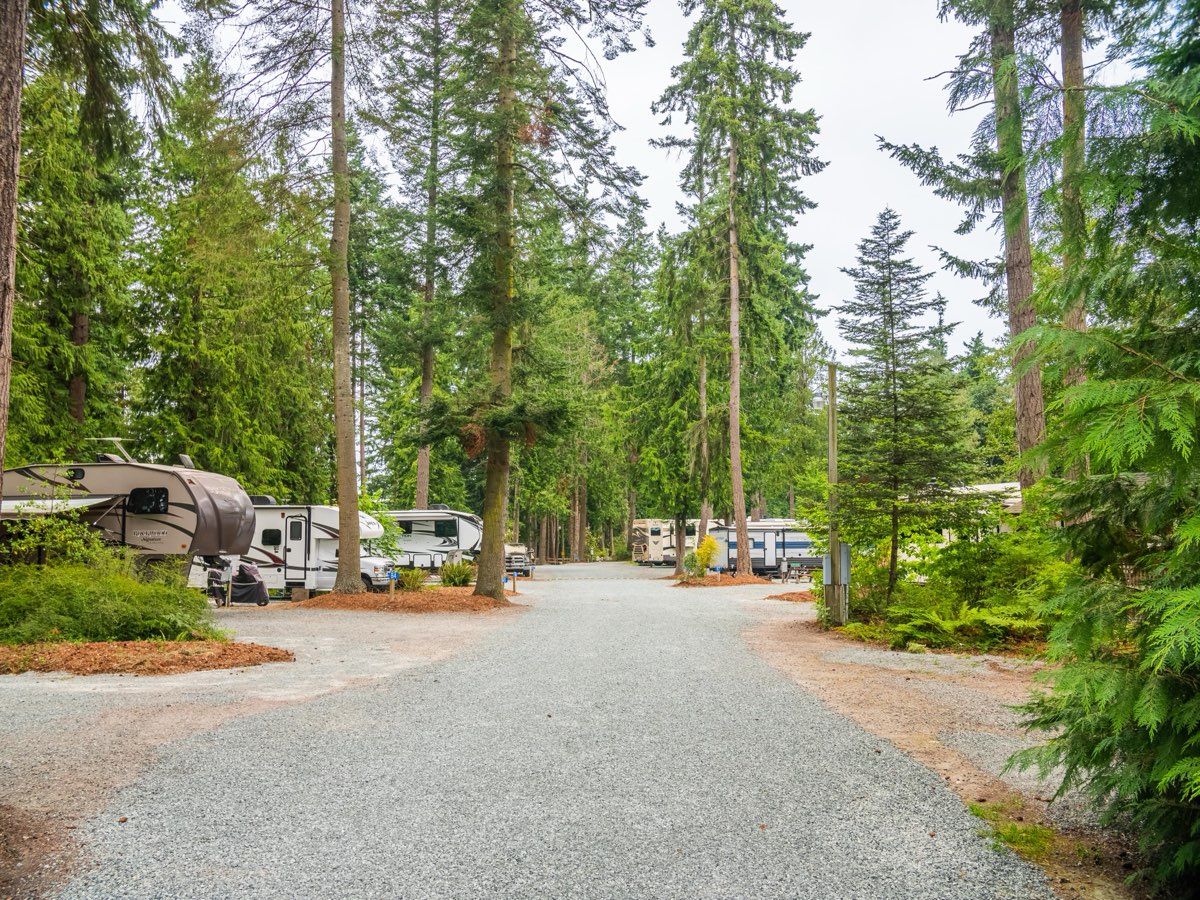 Gravel lane leading through the evergreens